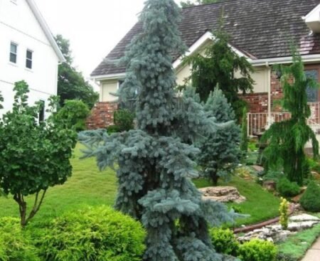 Ялина колюча Glauca Pendula