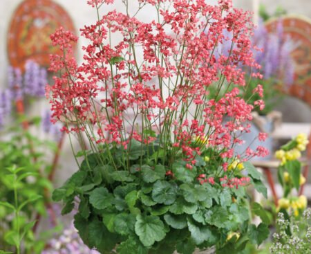 Heuchera Leuchtkäfer im Korb Гейхера криваво-червона Leuchtkafer