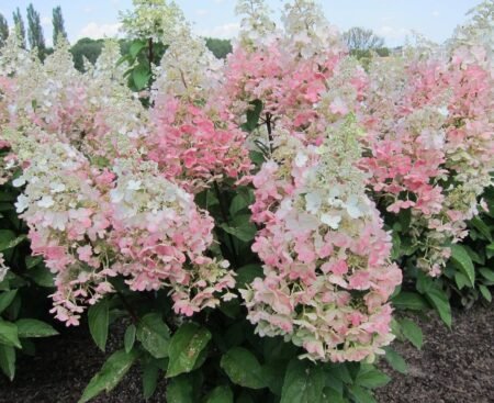 Hydrangea paniculata Candlelight Гортензія волотиста Candlelight