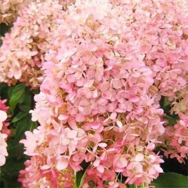 Гортензія волотиста Magical Sweet Summer