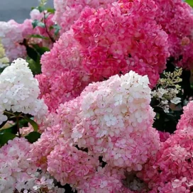 Гортензія волотиста Sundae Fraise