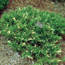 Ялівець китайський Expansa Variegata