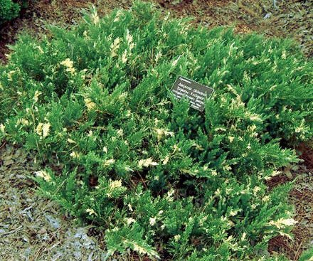 Ялівець китайський Expansa Variegata