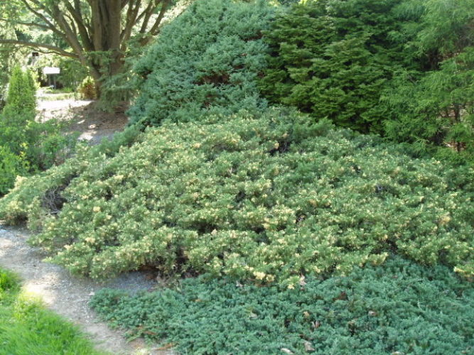 Juniperus chinensis Expansa Variegata3