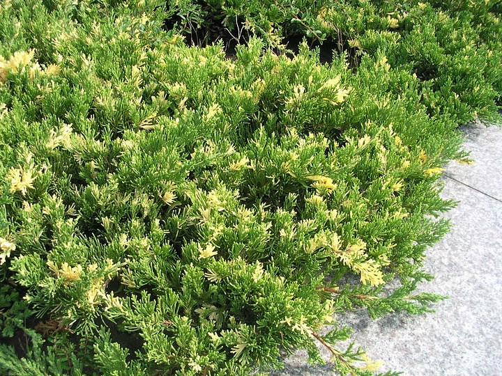 Juniperus chinensis Expansa Variegata4