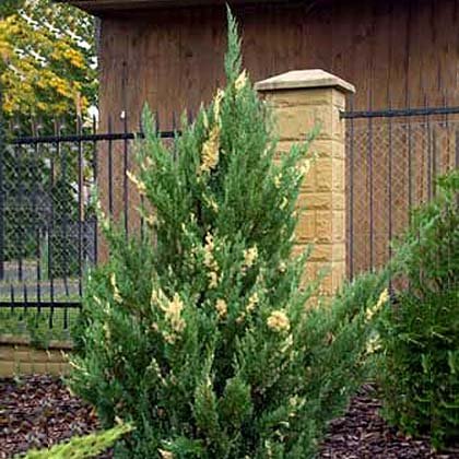 Juniperus chinensis Stricta Variegata