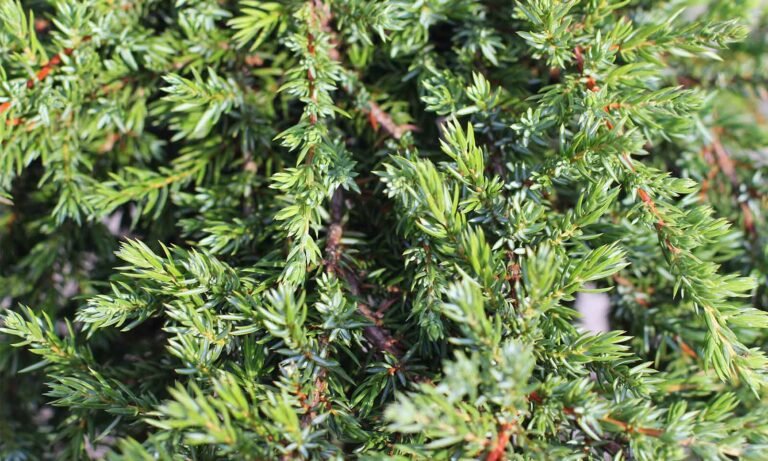 Juniperus communis Greenmantle