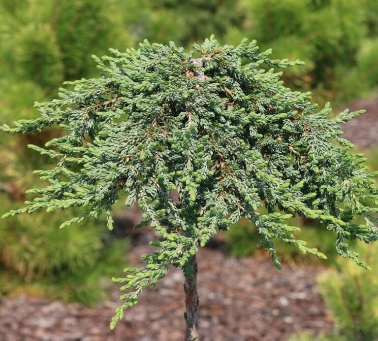 Juniperus communis Greenmantle2