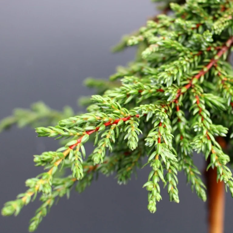 Juniperus communis Greenmantle3