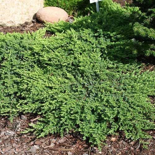 Juniperus communis Greenmantle4