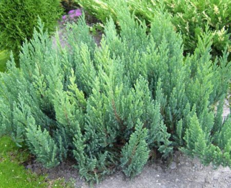 Juniperus horizontalis Blue Forest1 Ялівець горизонтальний Blue Forest