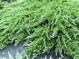 Juniperus horizontalis Jade River