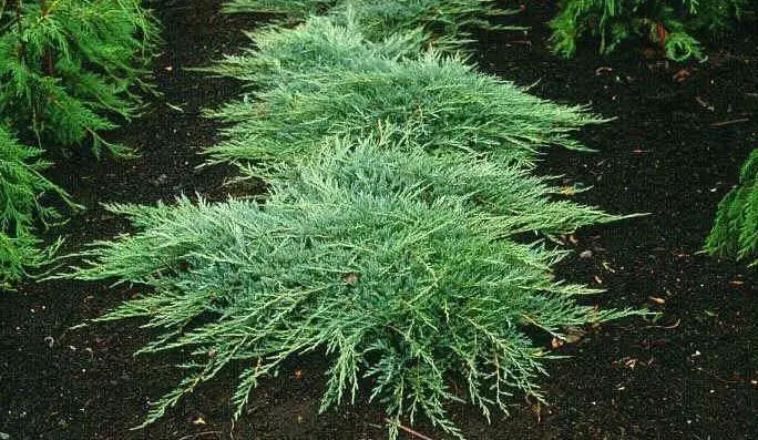 Juniperus horizontalis Jade River3