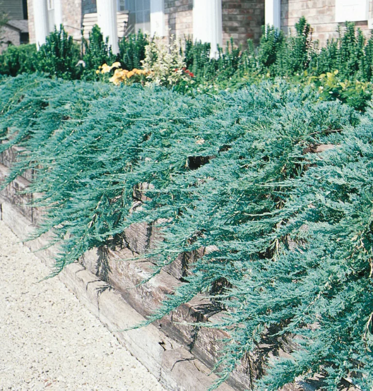 Juniperus horizontalis Wiltonii3