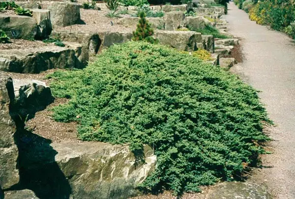 Juniperus procumbens Nana
