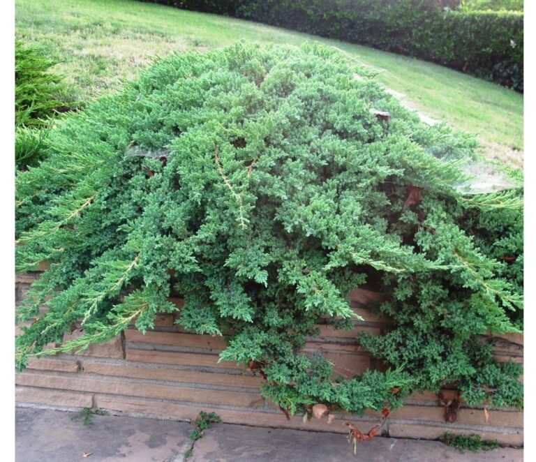 Juniperus procumbens Nana1