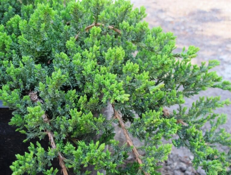 Juniperus procumbens Nana2
