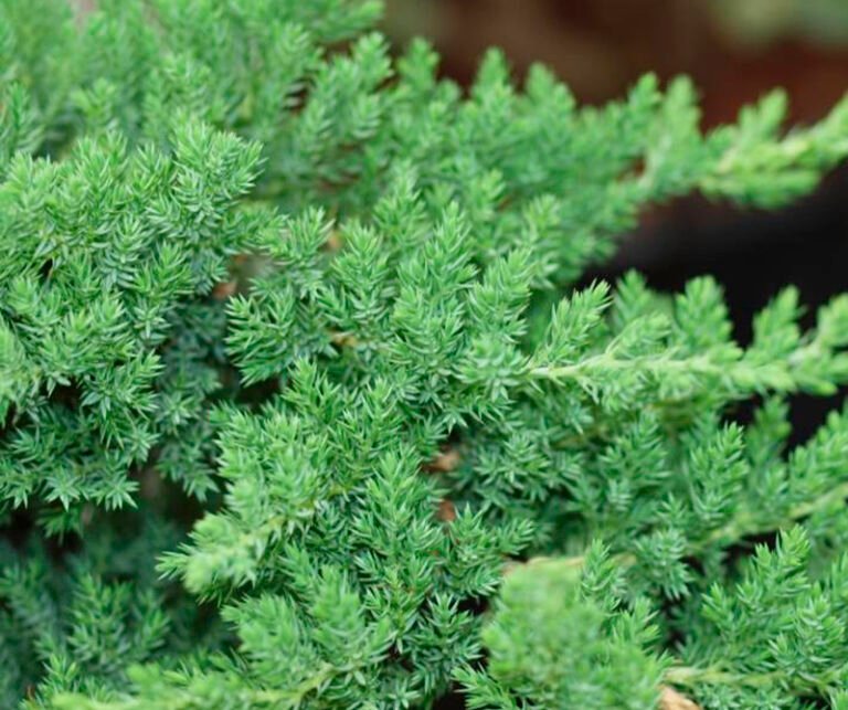 Juniperus procumbens Nana3