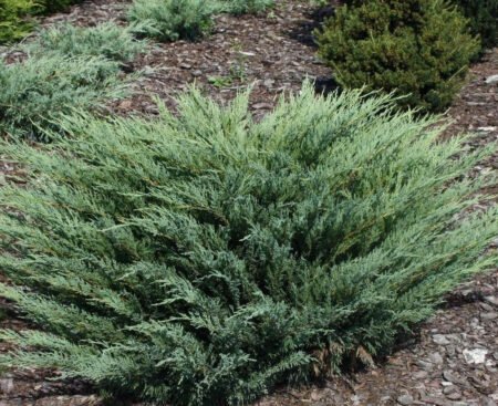Ялівець казацький Glauca