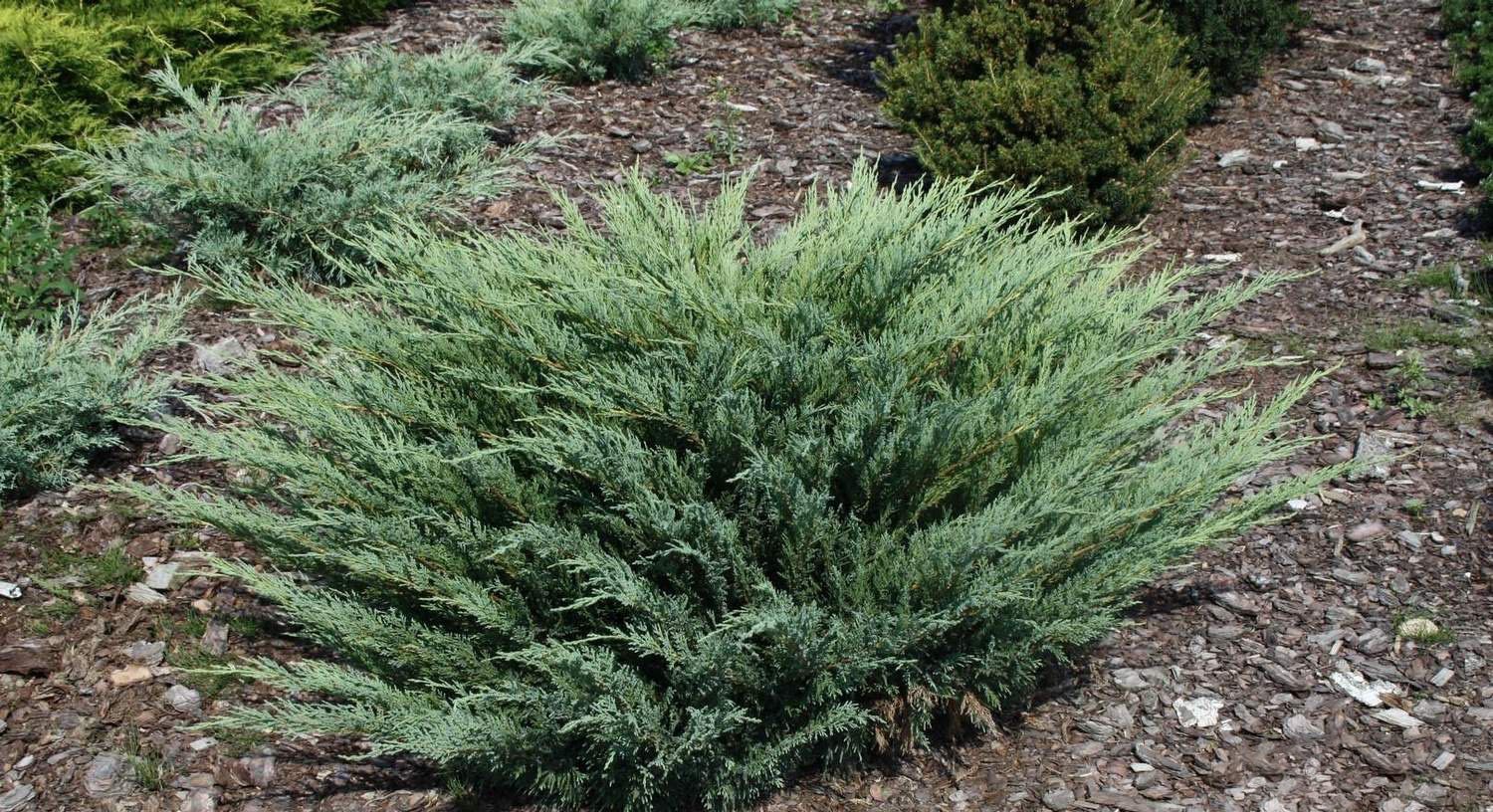 Ялівець казацький Glauca