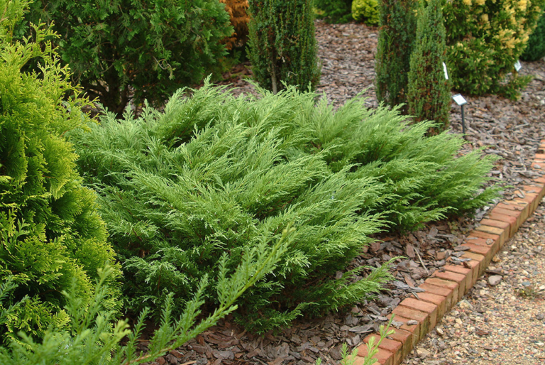 Juniperus sabina Glauca2