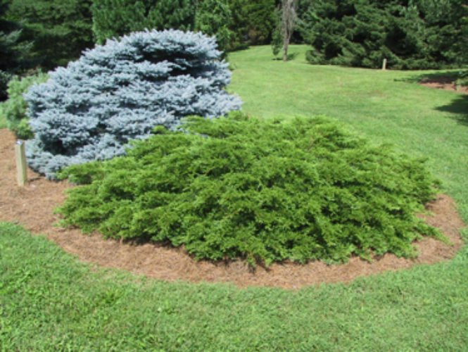 Ялівець казацький Rockery Gem