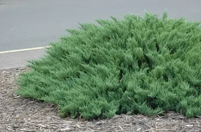 Ялівець казацький Tamariscifolia