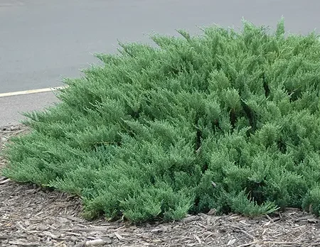 Ялівець казацький Tamariscifolia
