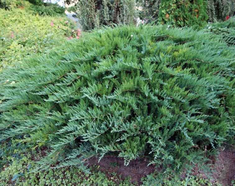 Juniperus sabina Tamariscifolia2