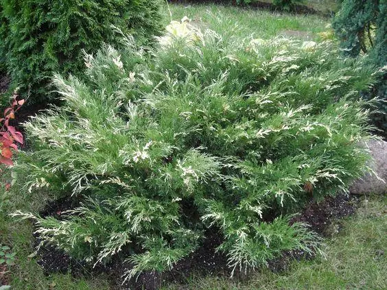 Juniperus sabina Variegata