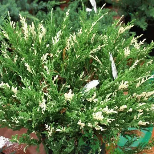 Juniperus sabina Variegata1
