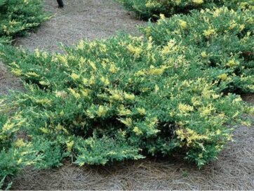 Ялівець казацький Variegata