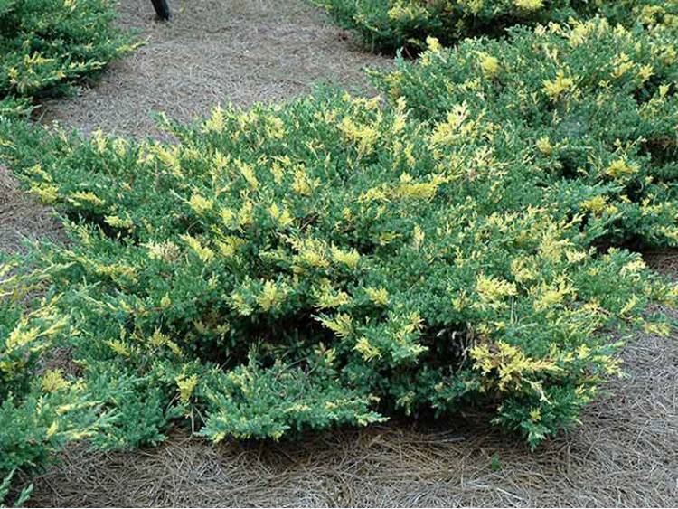 Juniperus sabina Variegata3