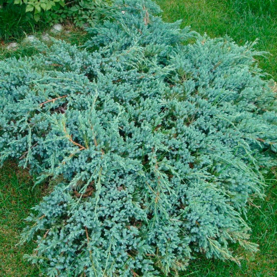 Ялівець лускатий Blue Compact