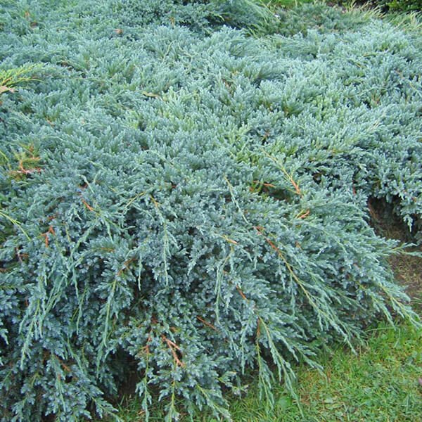Juniperus-squamata-Blue-Swede23