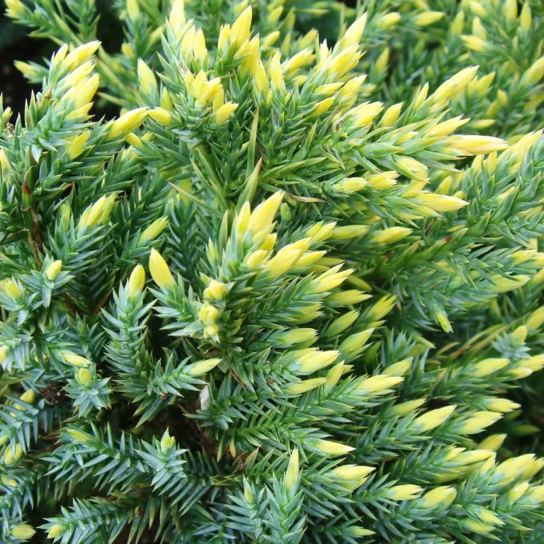 Juniperus squamata Gold Tip