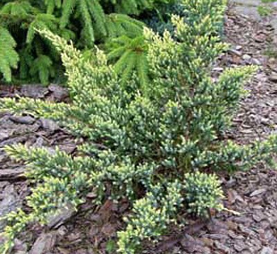 Juniperus squamata Gold Tip1 Ялівець лускатий Gold Tip