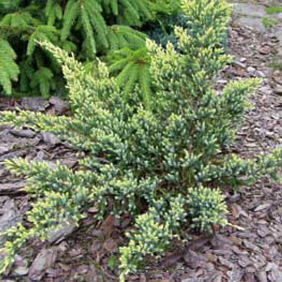 Juniperus squamata Gold Tip1
