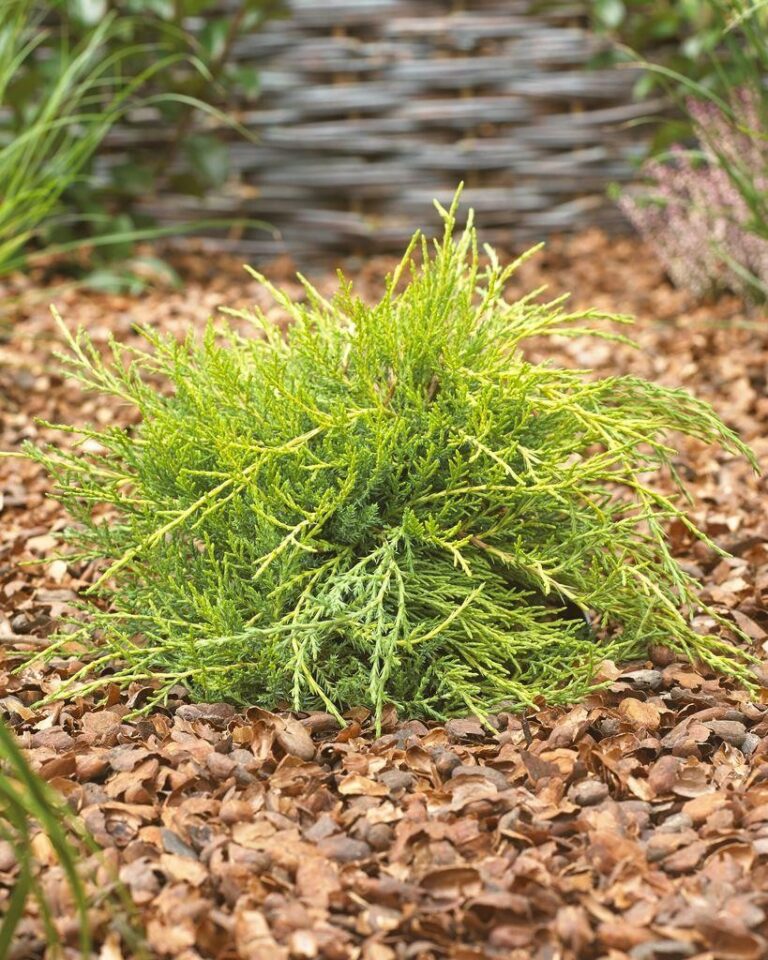 Juniperus x media 'Goldcoast'2