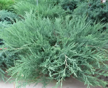 Juniperus ×pfitzeriana Montana Ялівець середній Montana