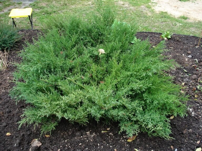 Juniperus ×pfitzeriana Pfitzeriana Compacta1