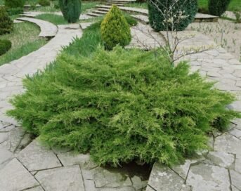 Ялівець середній Pfitzeriana Compacta