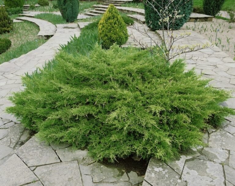 Juniperus ×pfitzeriana Pfitzeriana Compacta3