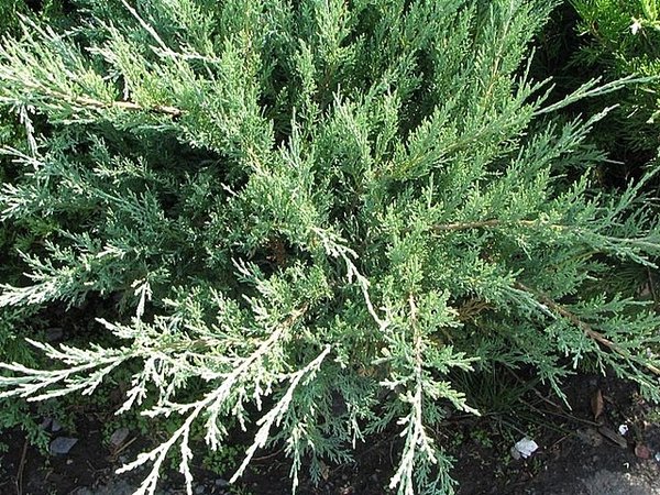 Juniperus_chinensis_Hetzii_Glauca