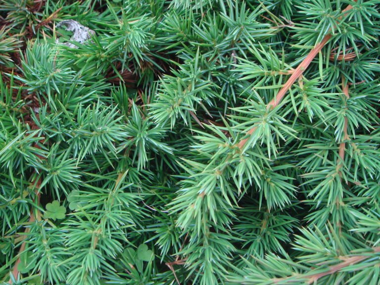 Juniperus_conferta