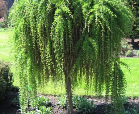 Модрина японська Pendula