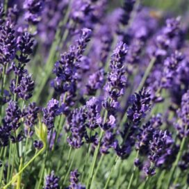 Лаванда вузьколиста Hidcote Blue Strain