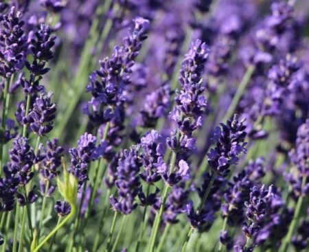 Лаванда вузьколиста Hidcote Blue Strain