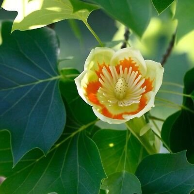 Liriodendron tulipifera2