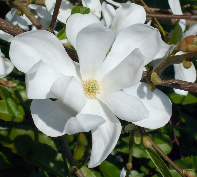 Magnolia loebneri Merrill10